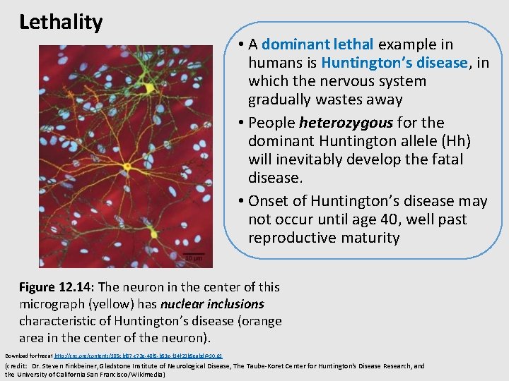 Lethality • A dominant lethal example in humans is Huntington’s disease, in which the