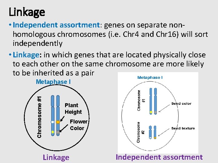 Linkage • Independent assortment: genes on separate nonhomologous chromosomes (i. e. Chr 4 and