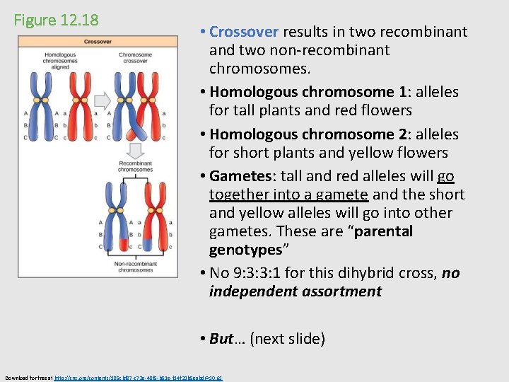 Figure 12. 18 • Crossover results in two recombinant and two non-recombinant chromosomes. •