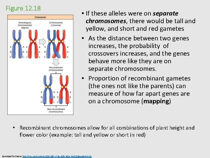 Figure 12. 18 • If these alleles were on separate chromosomes, there would be