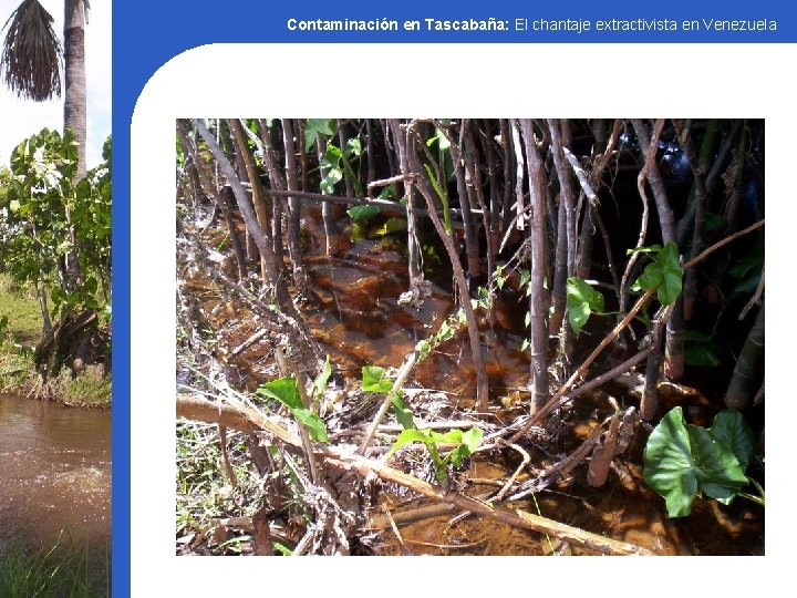 Contaminación en Tascabaña: El chantaje extractivista en Venezuela 