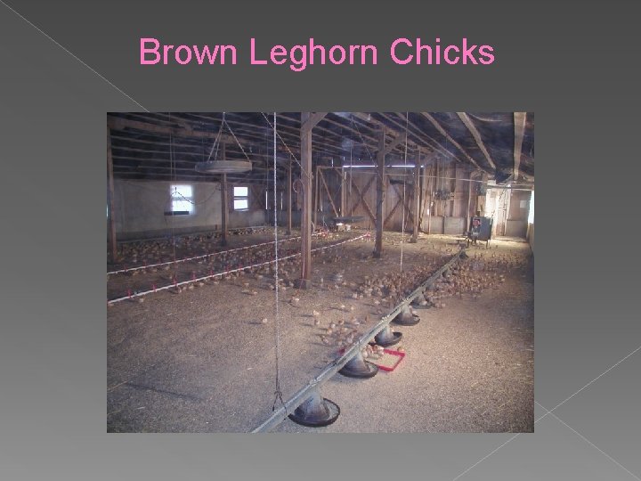 Brown Leghorn Chicks 