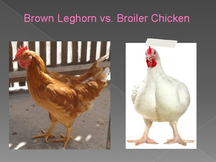 Brown Leghorn vs. Broiler Chicken 