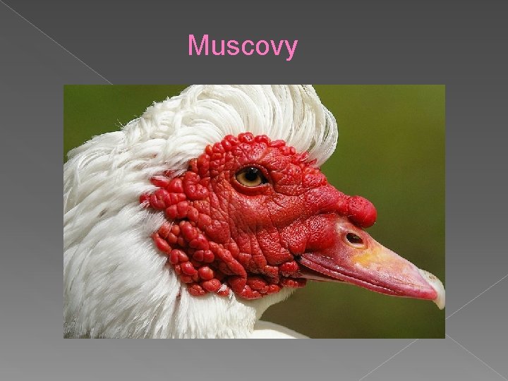 Muscovy 