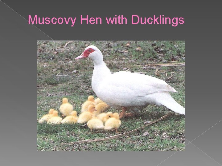 Muscovy Hen with Ducklings 