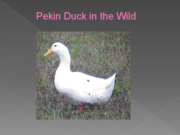 Pekin Duck in the Wild 