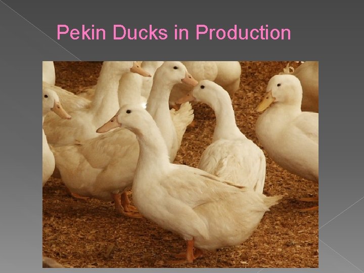 Pekin Ducks in Production 