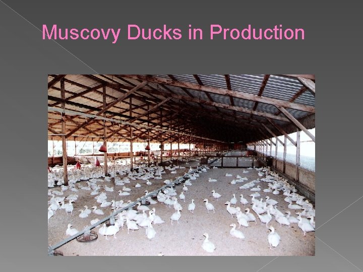 Muscovy Ducks in Production 