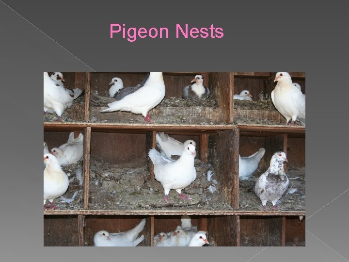 Pigeon Nests 