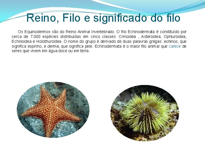 Reino, Filo e significado do filo Os Equinodermos são do Reino Animal Invertebrado. O