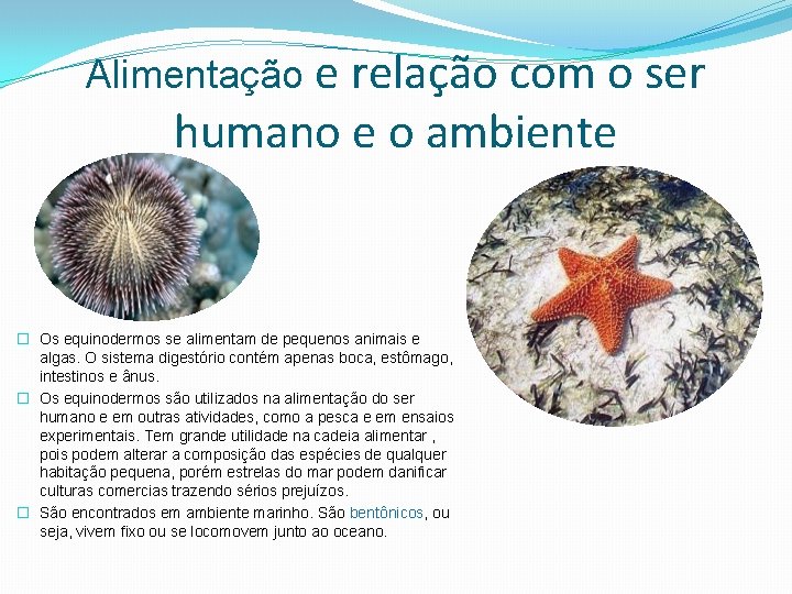 Alimentação e relação com o ser humano e o ambiente � Os equinodermos se