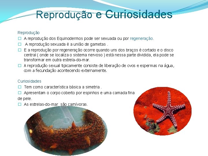 Reprodução e Curiosidades Reprodução � A reprodução dos Equinodermos pode ser sexuada ou por