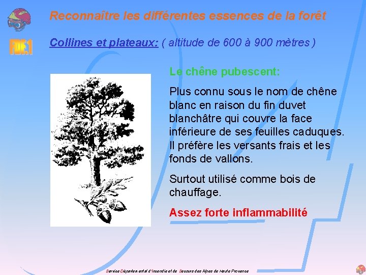 Reconnaître les différentes essences de la forêt Collines et plateaux: ( altitude de 600