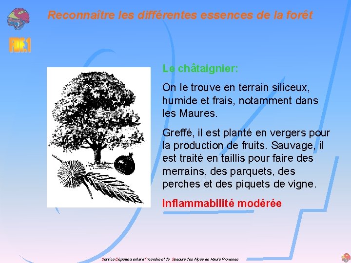 Reconnaître les différentes essences de la forêt Le châtaignier: On le trouve en terrain