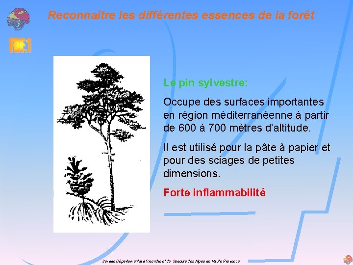 Reconnaître les différentes essences de la forêt Le pin sylvestre: Occupe des surfaces importantes