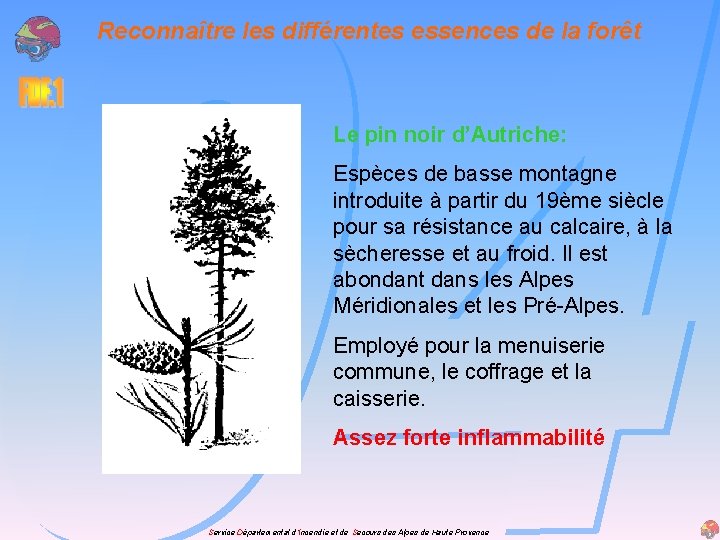 Reconnaître les différentes essences de la forêt Le pin noir d’Autriche: Espèces de basse