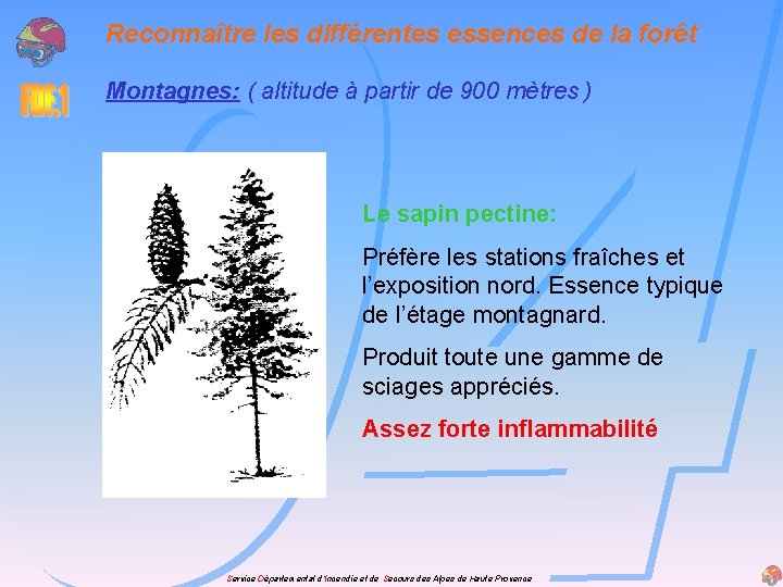 Reconnaître les différentes essences de la forêt Montagnes: ( altitude à partir de 900