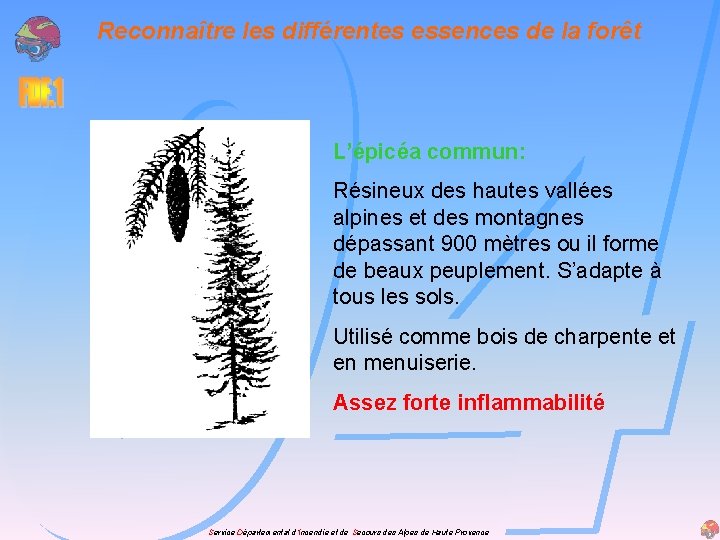 Reconnaître les différentes essences de la forêt L’épicéa commun: Résineux des hautes vallées alpines