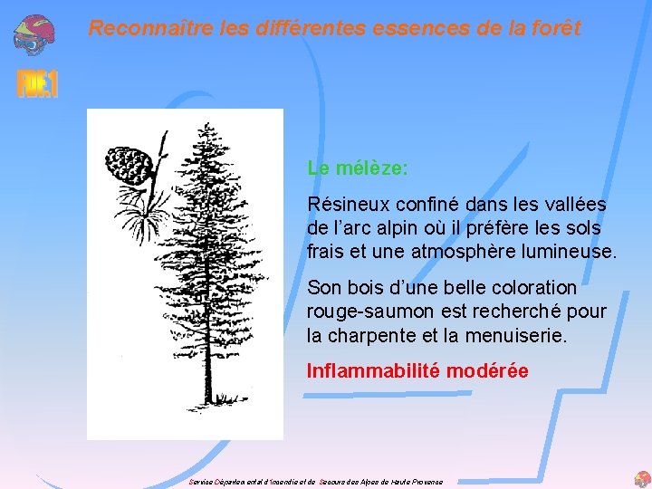 Reconnaître les différentes essences de la forêt Le mélèze: Résineux confiné dans les vallées