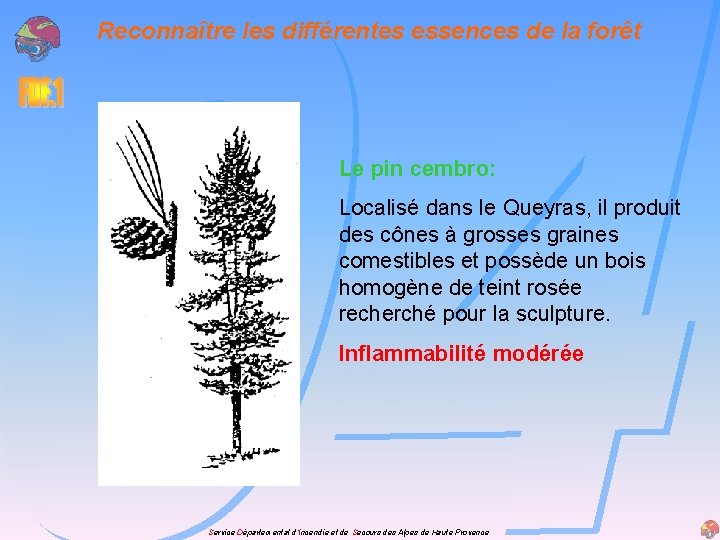 Reconnaître les différentes essences de la forêt Le pin cembro: Localisé dans le Queyras,