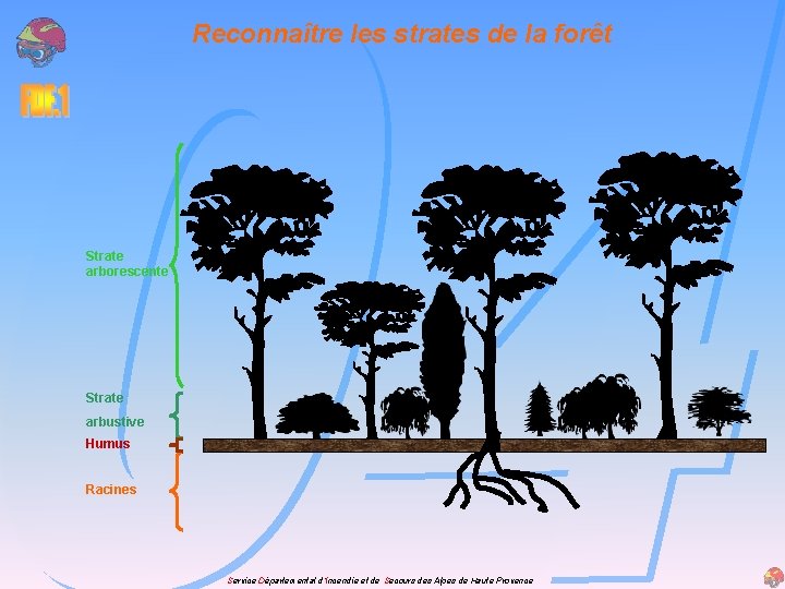 Reconnaître les strates de la forêt Strate arborescente Strate arbustive Humus Racines Service Départemental