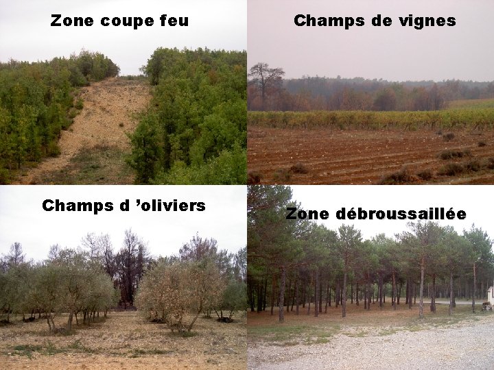 Zone coupe dfeu Champs ’oliviers Champs de vignes Zone coupe feu Zone débroussaillée Champs