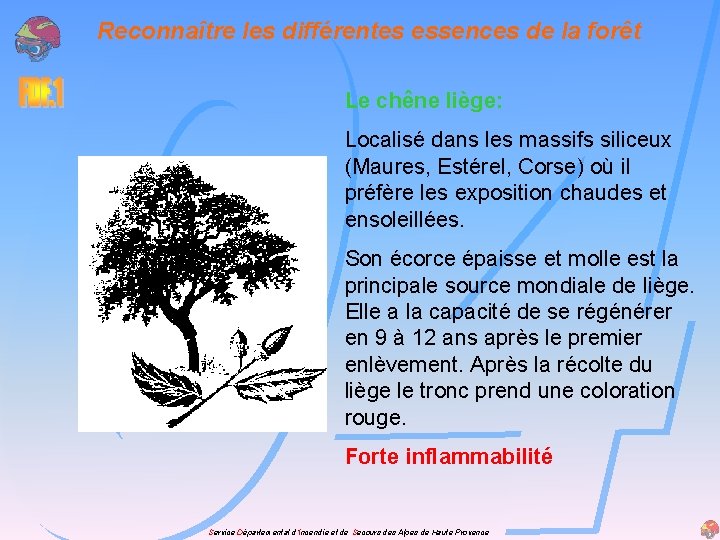 Reconnaître les différentes essences de la forêt Le chêne liège: Localisé dans les massifs