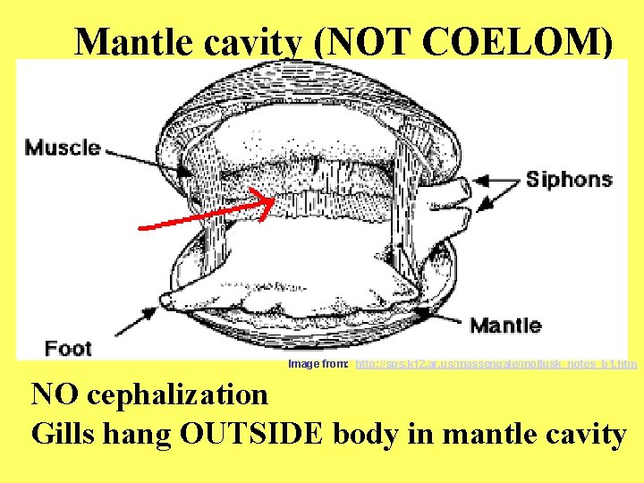 Mantle cavity (NOT COELOM) Image from: http: //sps. k 12. ar. us/massengale/mollusk_notes_b 1. htm