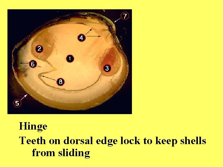 Hinge Teeth on dorsal edge lock to keep shells from sliding 