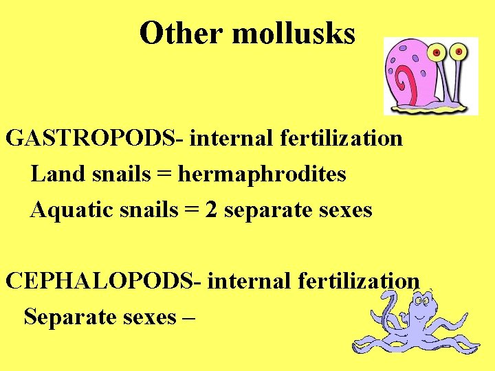 Other mollusks GASTROPODS- internal fertilization Land snails = hermaphrodites Aquatic snails = 2 separate