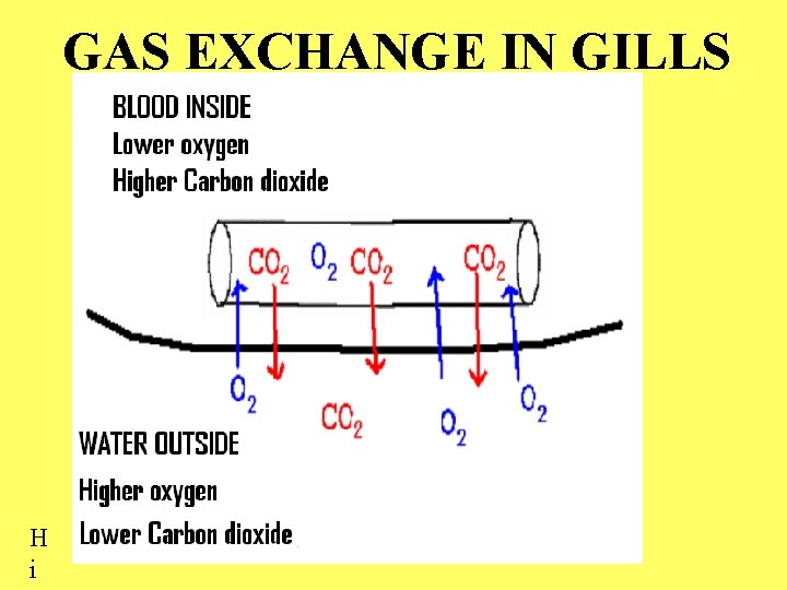 GAS EXCHANGE IN GILLS H i 