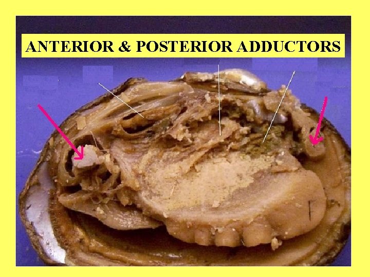 ANTERIOR & POSTERIOR ADDUCTORS 