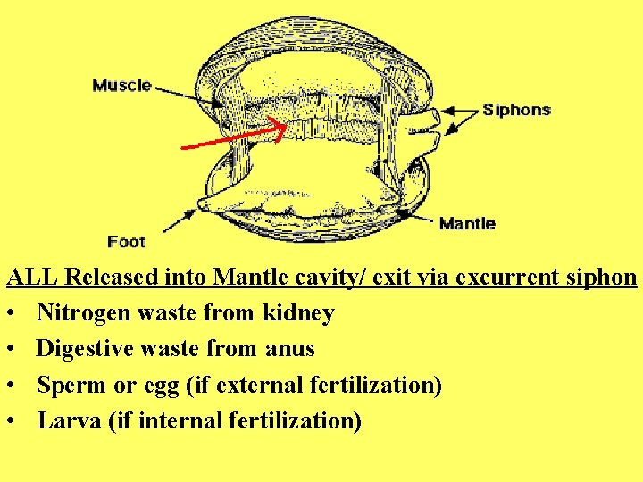 ALL Released into Mantle cavity/ exit via excurrent siphon • Nitrogen waste from kidney