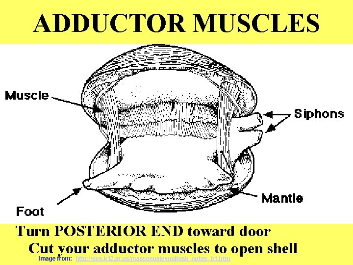 ADDUCTOR MUSCLES Turn POSTERIOR END toward door Cut your adductor muscles to open shell