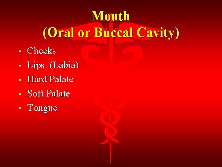 Mouth (Oral or Buccal Cavity) • • • Cheeks Lips (Labia) Hard Palate Soft