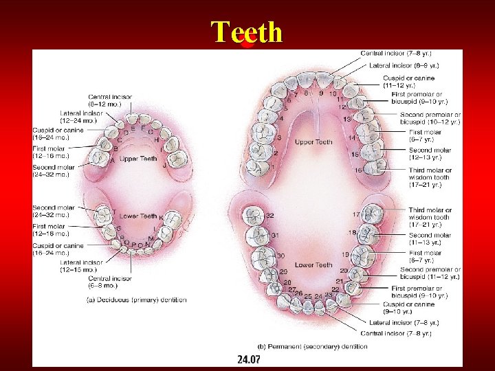 Teeth 