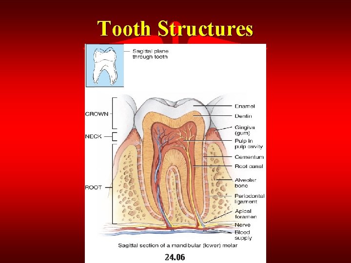 Tooth Structures 