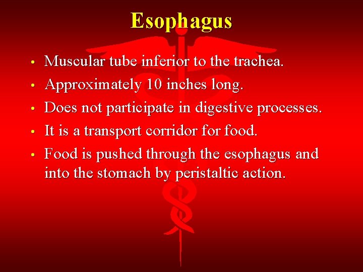 Esophagus • • • Muscular tube inferior to the trachea. Approximately 10 inches long.
