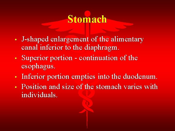Stomach • • J-shaped enlargement of the alimentary canal inferior to the diaphragm. Superior