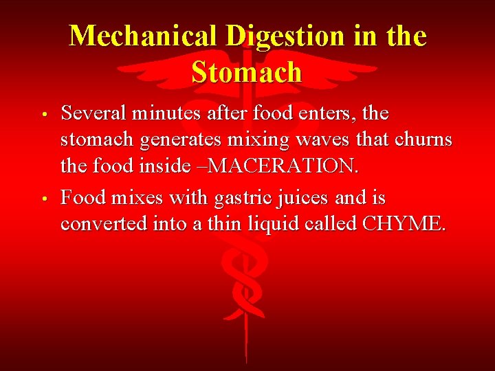 Mechanical Digestion in the Stomach • • Several minutes after food enters, the stomach