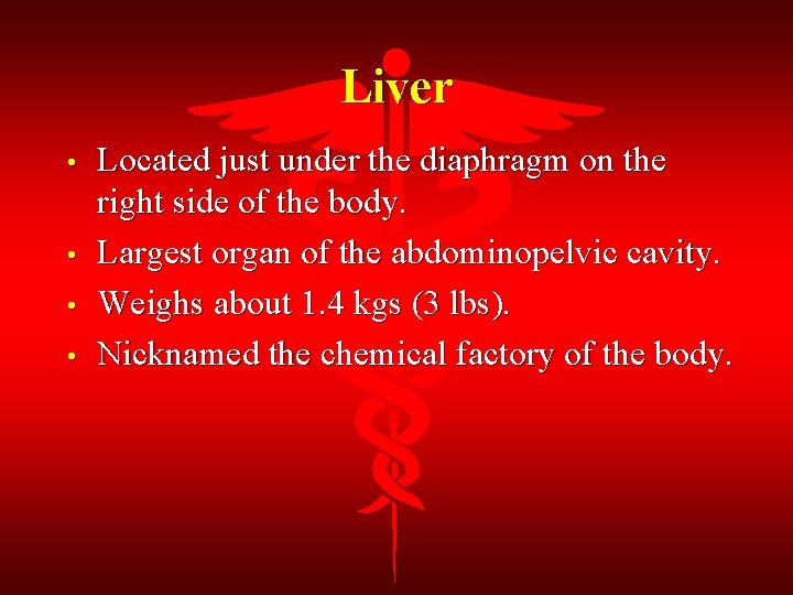 Liver • • Located just under the diaphragm on the right side of the
