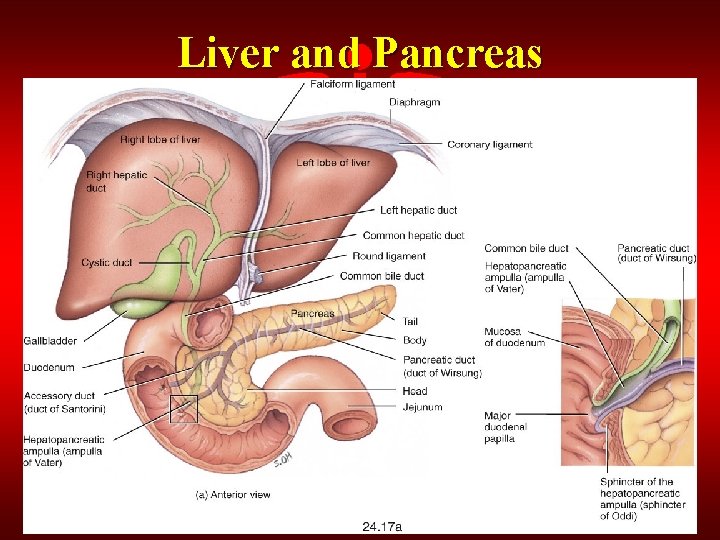 Liver and Pancreas 
