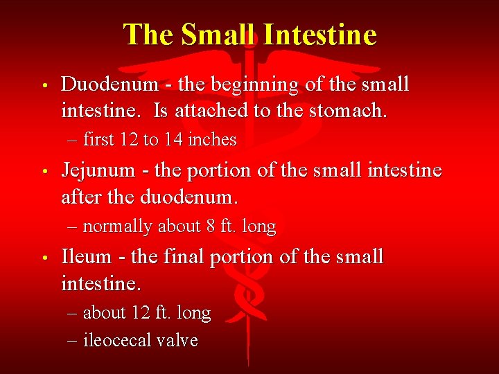 The Small Intestine • Duodenum - the beginning of the small intestine. Is attached