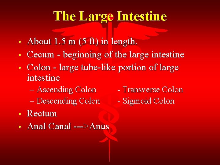 The Large Intestine • • • About 1. 5 m (5 ft) in length.