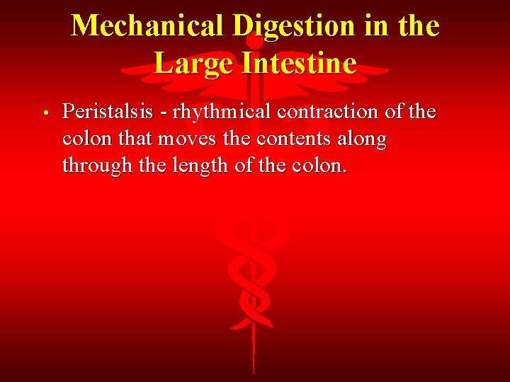 Mechanical Digestion in the Large Intestine • Peristalsis - rhythmical contraction of the colon