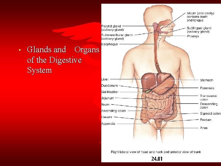  • Glands and Organs of the Digestive System 