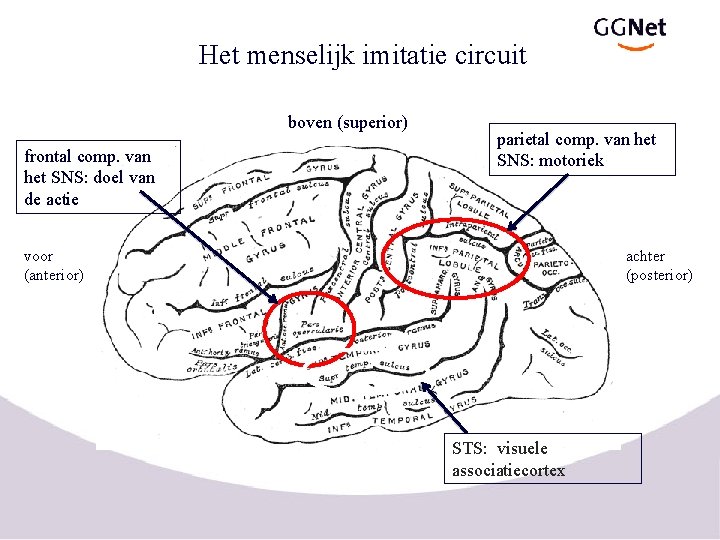 Het menselijk imitatie circuit boven (superior) frontal comp. van het SNS: doel van de