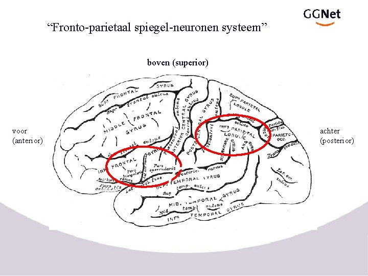 “Fronto-parietaal spiegel-neuronen systeem” boven (superior) voor (anterior) achter (posterior) 