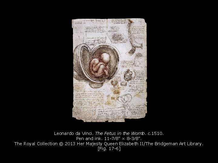 Leonardo da Vinci. The Fetus in the Womb. c. 1510. Pen and ink. 11