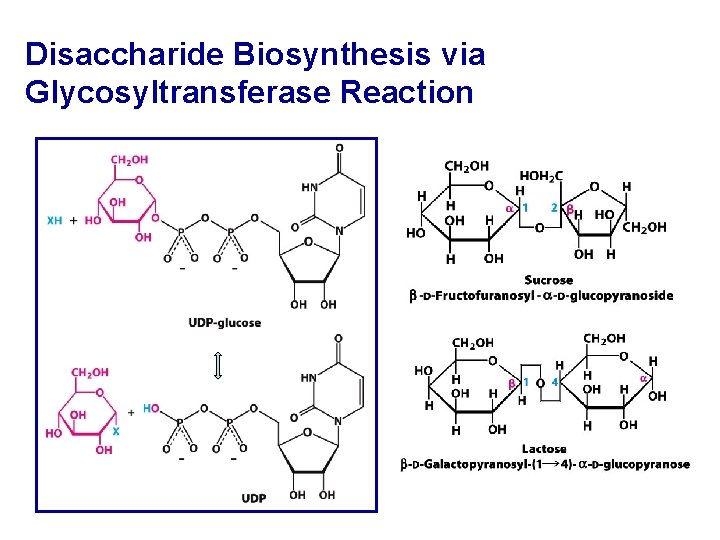 Disaccharide Biosynthesis via Glycosyltransferase Reaction 